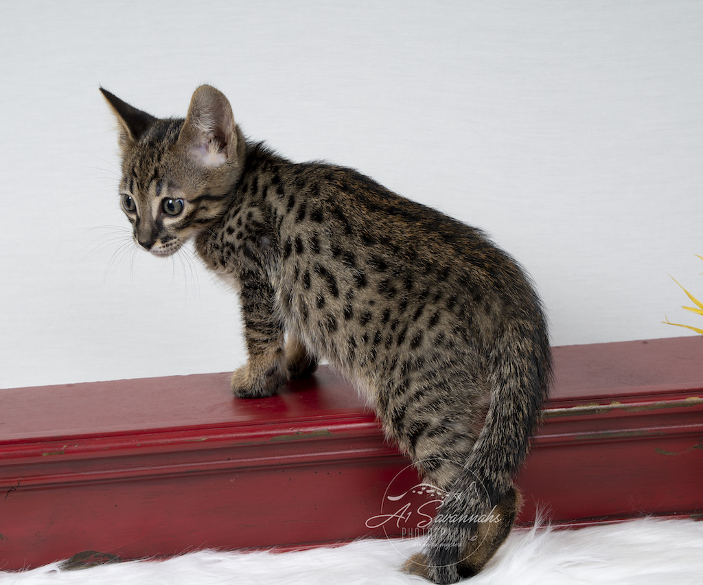 A1Savannahs F6 Male Savannah Kitten Emmitt is stretching out his long body