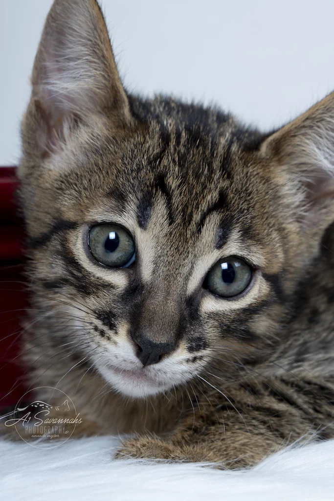 A1Savannahs F6 Male Savannah Kitten Emmitt posing for the camera