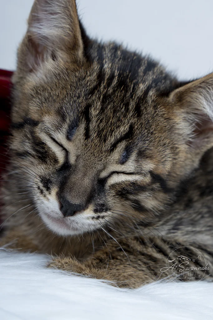 A1Savannahs F6 Male Savannah Kitten Emmitt is getting sleepy during his photo shoot