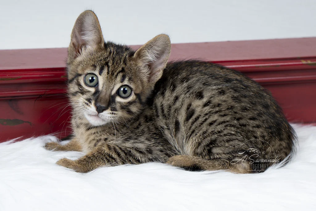 A1Savannahs F6 Male Savannah Kitten Emmitt displaying his big spots