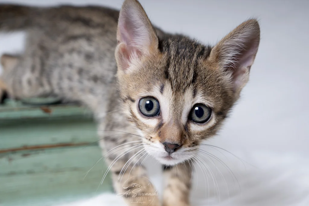A1Savannahs F6 Male Savannah Kitten Eldon has to come see what is going on