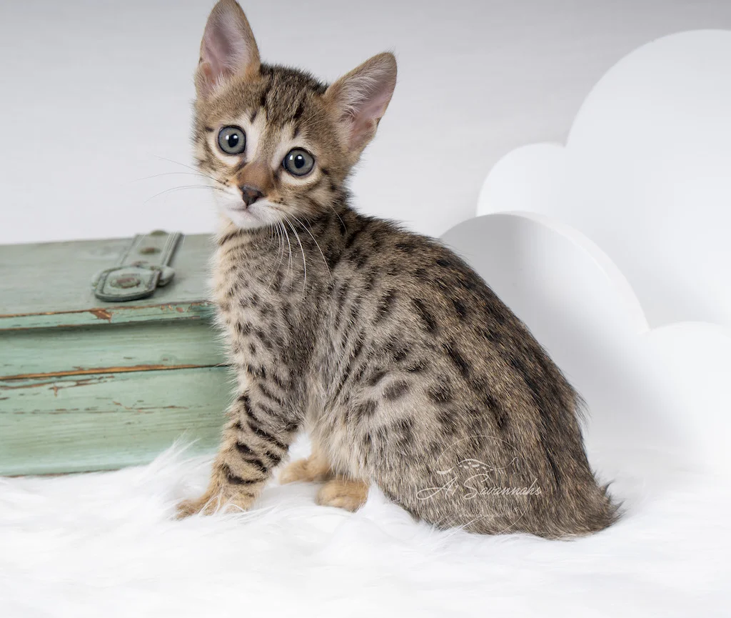 A1Savannahs F6 Male Savannah Kitten Eldon showing off his beautiful spots