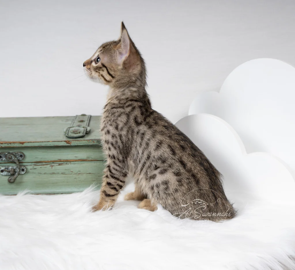 A1Savannahs F6 Male Savannah Kitten Eldon sitting up nice and tall