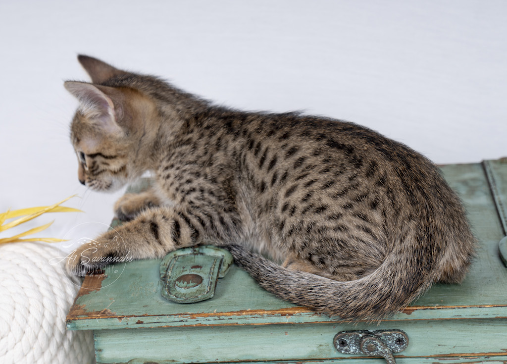 A1Savannahs F6 Female Savannah Kitten Elle playing with the feather stick