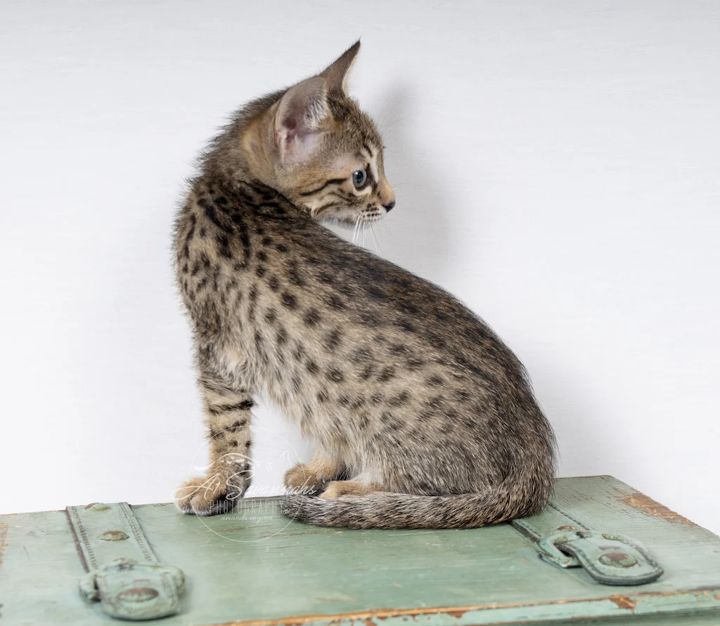 A1Savannahs F6 Female Savannah Kitten Elle showing off her beautiful spots