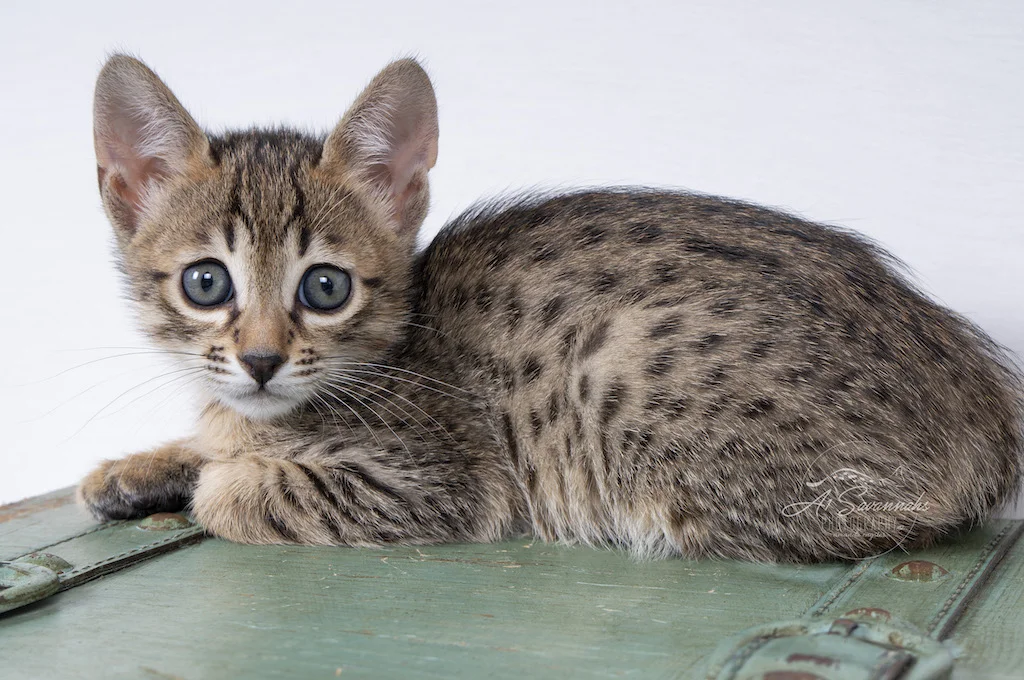 A1Savannahs F6 Female Savannah Kitten Elle starting into the camera