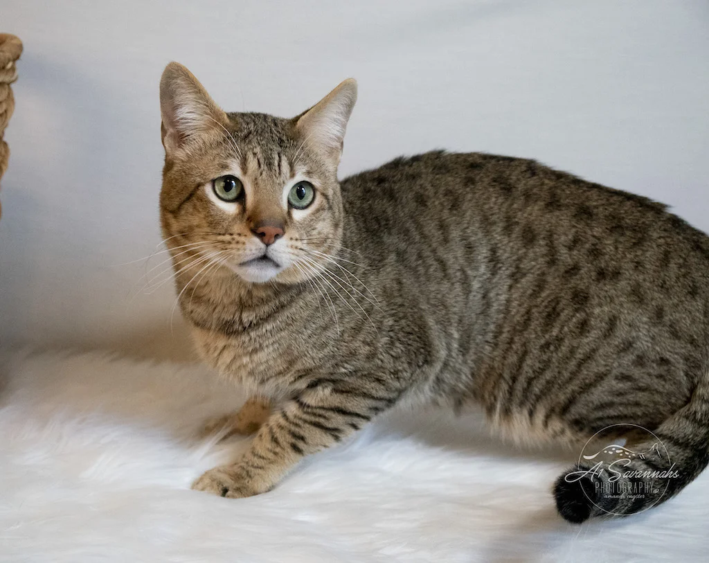 A1Savannah F5 Male Savannah Brutus
