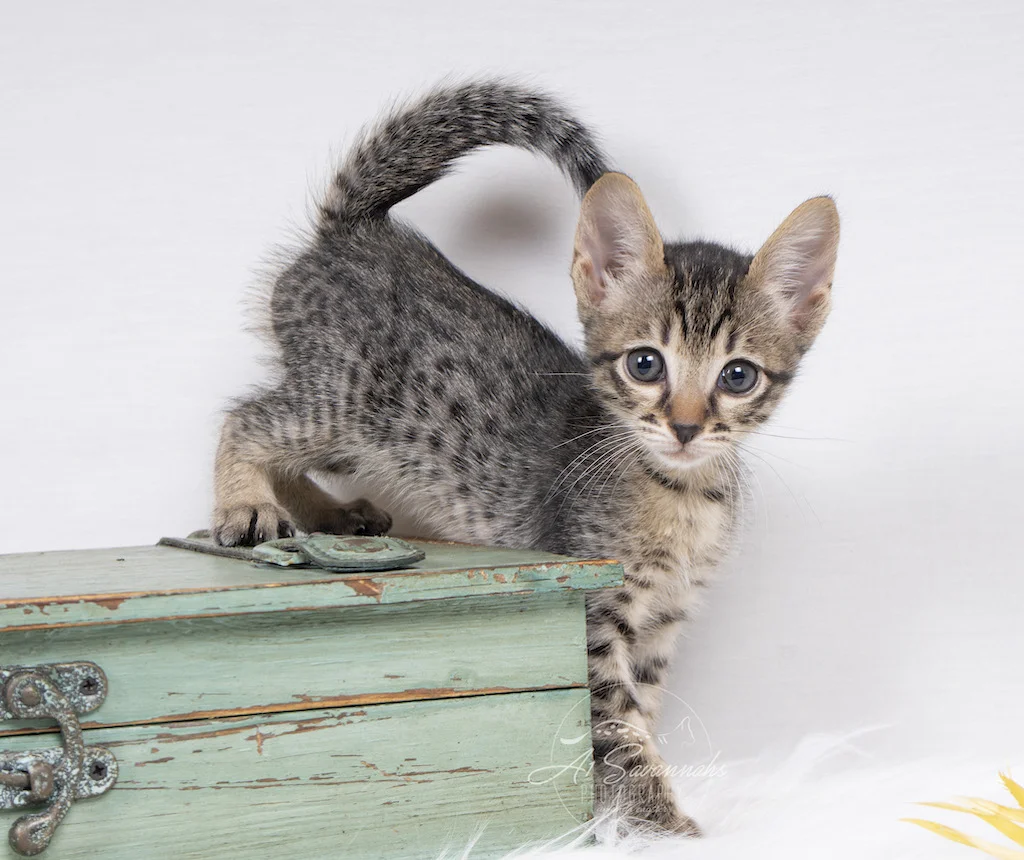 A1Savannahs Alivia is an F6 SBT Savannah Female has her tail up and ready to play