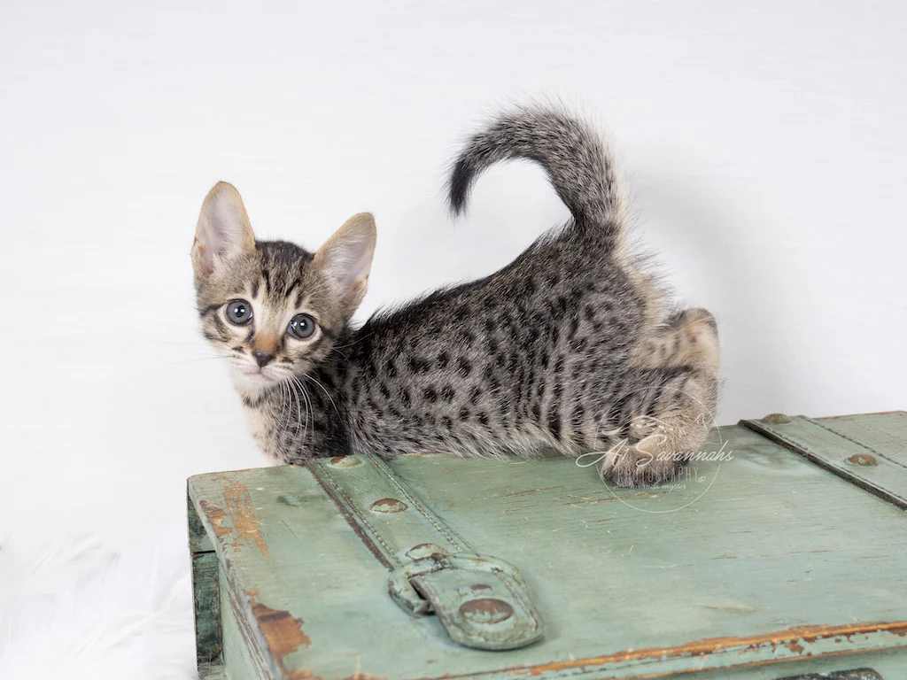 A1Savannahs Alivia is an F6 SBT Savannah Female showing off her beautiful spots