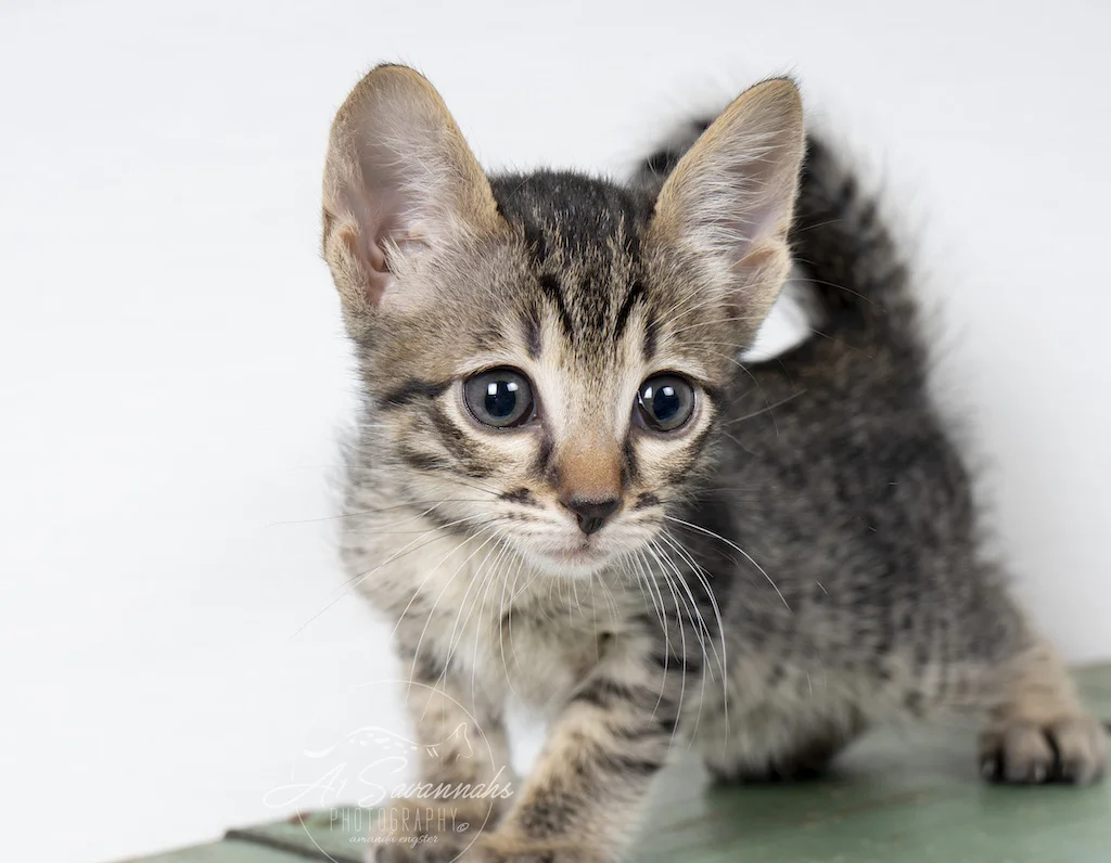 A1Savannahs Alivia is an F6 SBT Savannah Female is posing for the camera