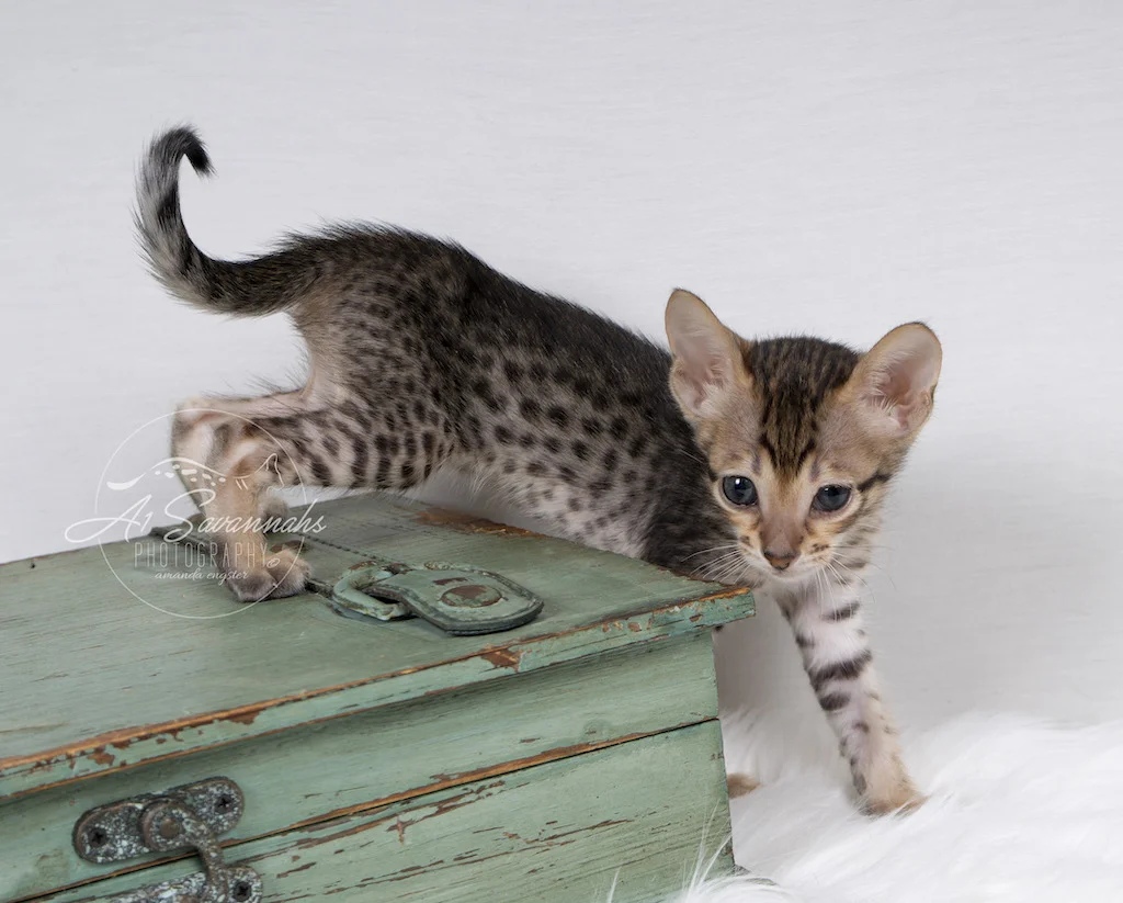 A1Savannahs F6 SBT Savannah Female Ali  is showing off her beautiful spots