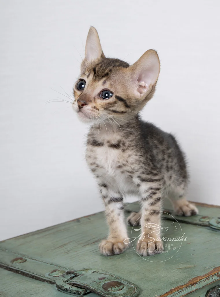 A1Savannahs F6 SBT Savannah Female Ali is showing off her facial markings 