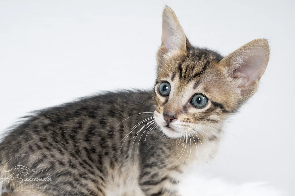 A1Savannahs F56 SBT Savannah Male Kitten Alek looking at all the toys