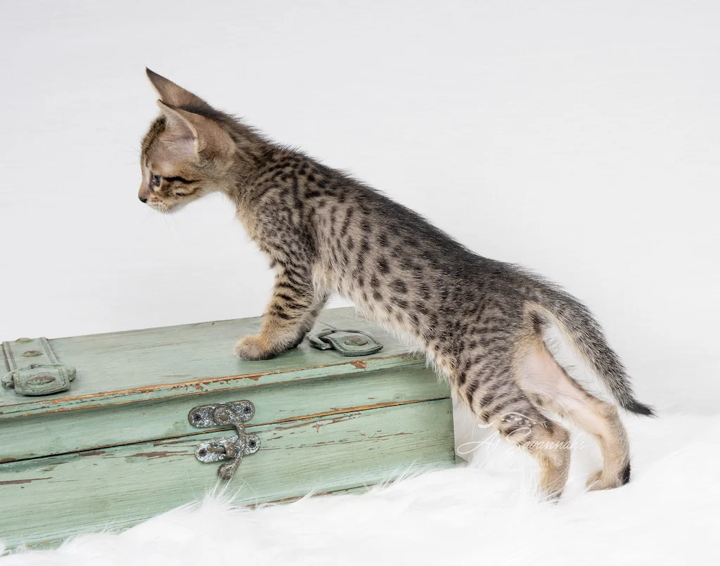 A1Savannahs F56 SBT Savannah Male Kitten Alek is stretching his long body