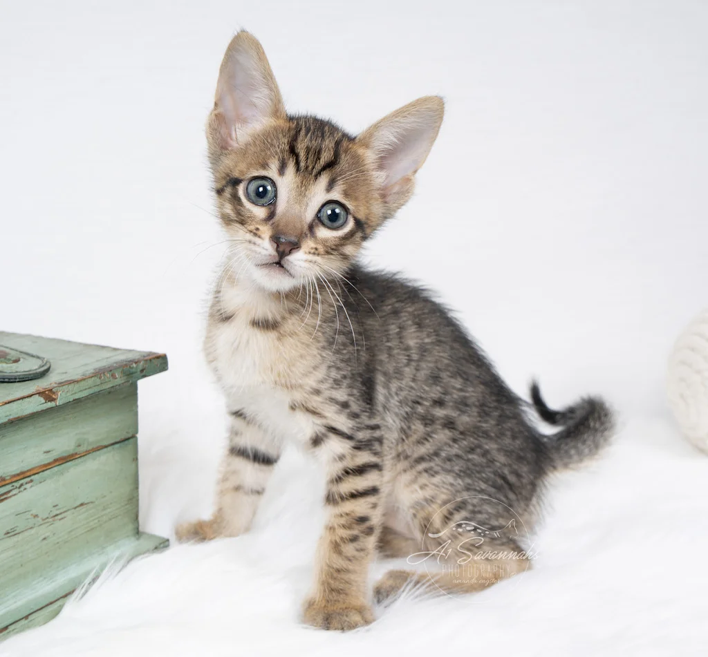 A1Savannahs F56 SBT Savannah Male Kitten Alek loves to take  photos