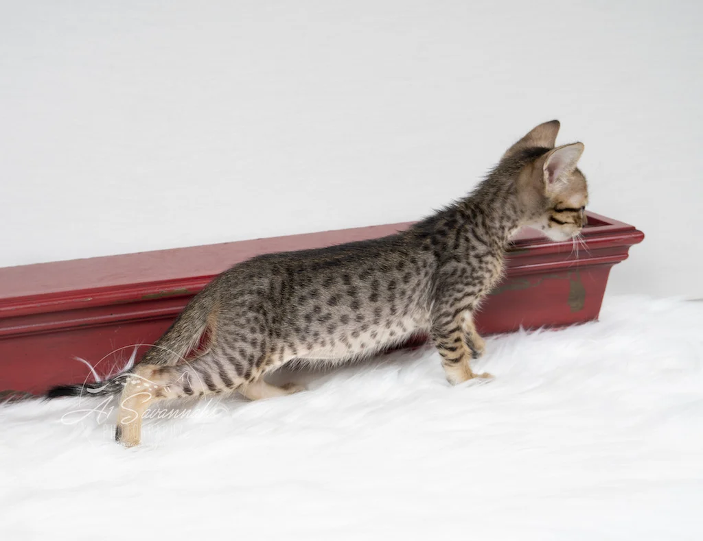 A1Savannahs F6 SBT Savannah Male Kitten Afton is showing off his dark spots