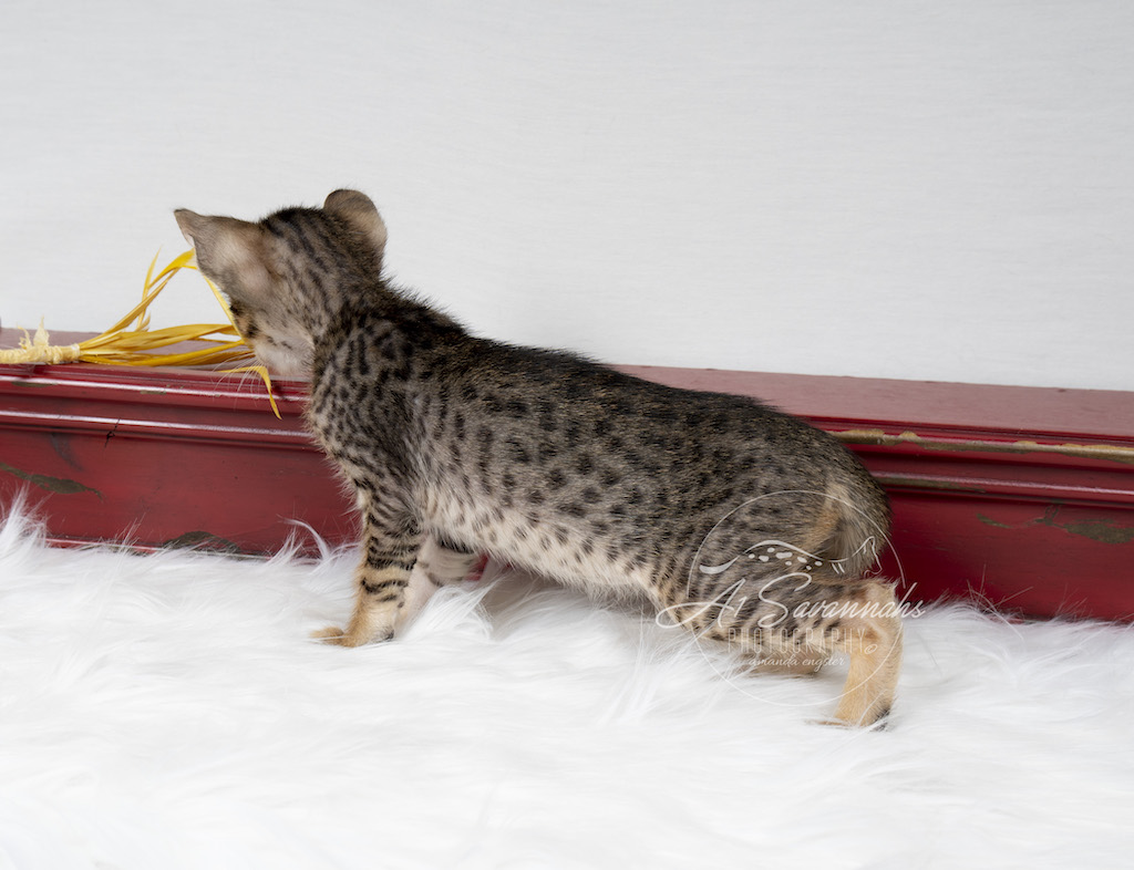 A1Savannahs F6 SBT Savannah Male Kitten Afton strekking out his long body