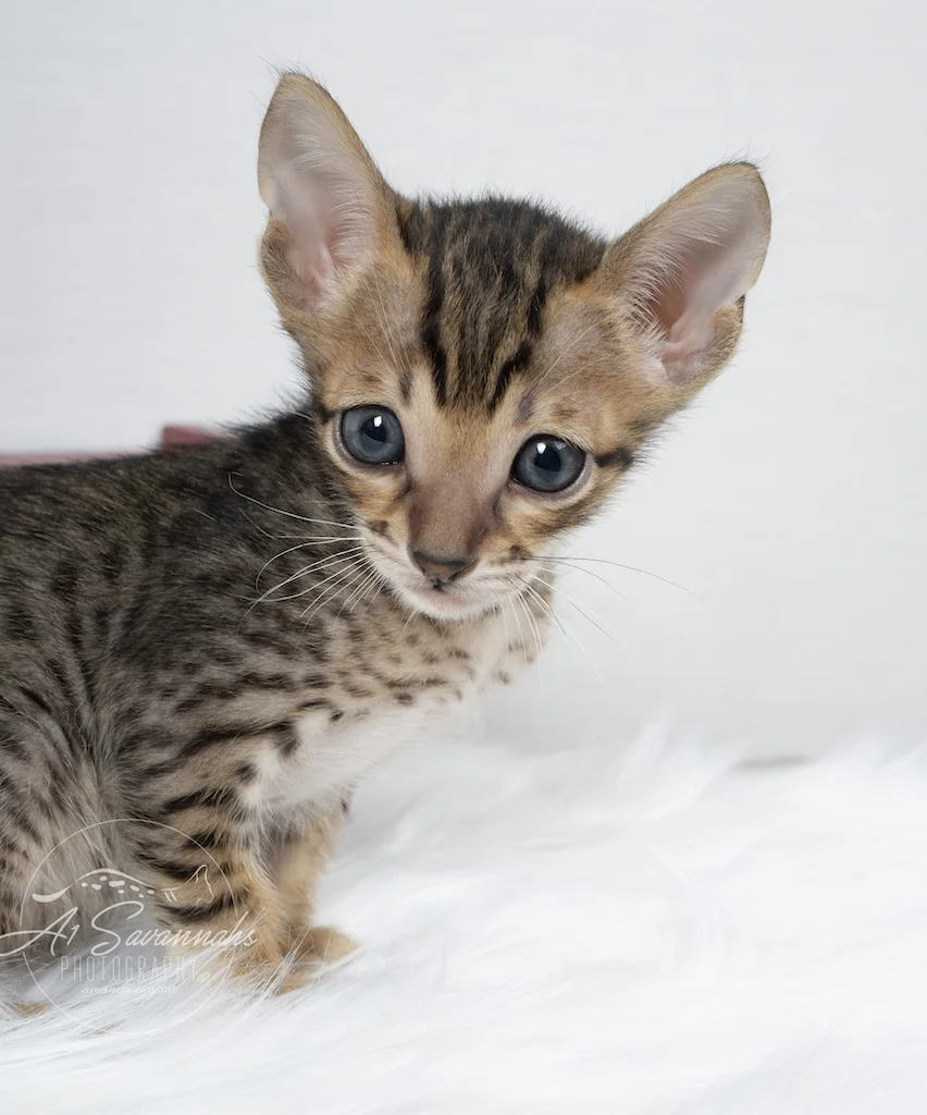 A1Savannahs F6 SBT Savannah Male Kitten Afton posing for his photo 