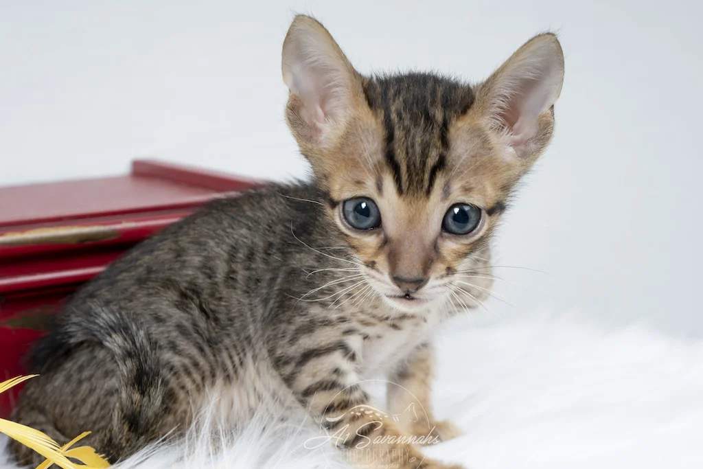 A1Savannahs F6 SBT Savannah Male Kitten Afton is ready for a nap