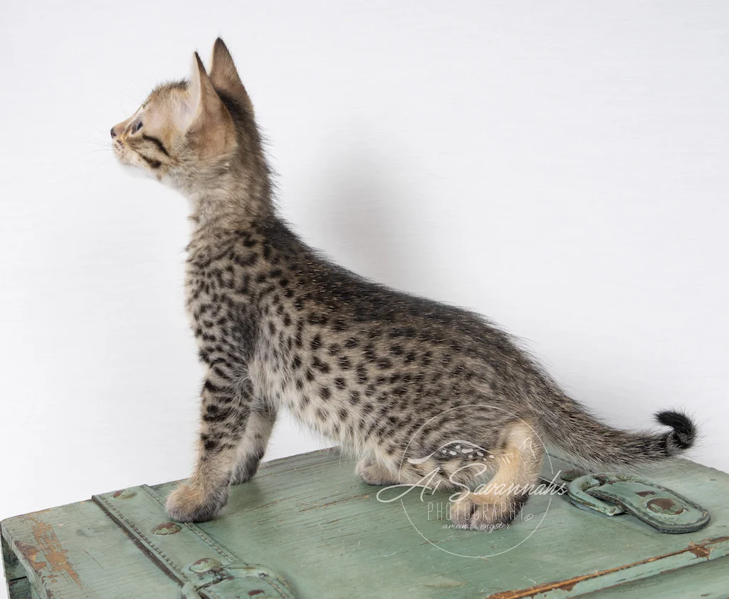 A1Savannahs F6 SBT Savannah Male Kitten Addock showing off his long body