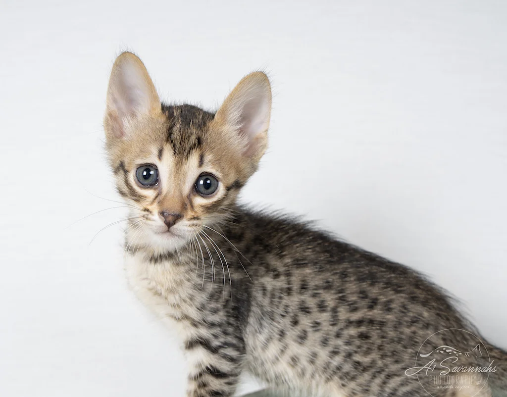 A1Savannahs F6 SBT Savannah Male Kitten Addock showing off his big ears