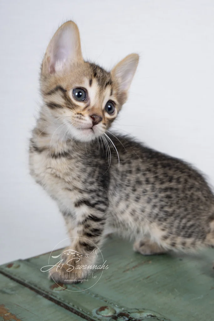 A1Savannahs F6 SBT Savannah Male Kitten Addock poses for his photos