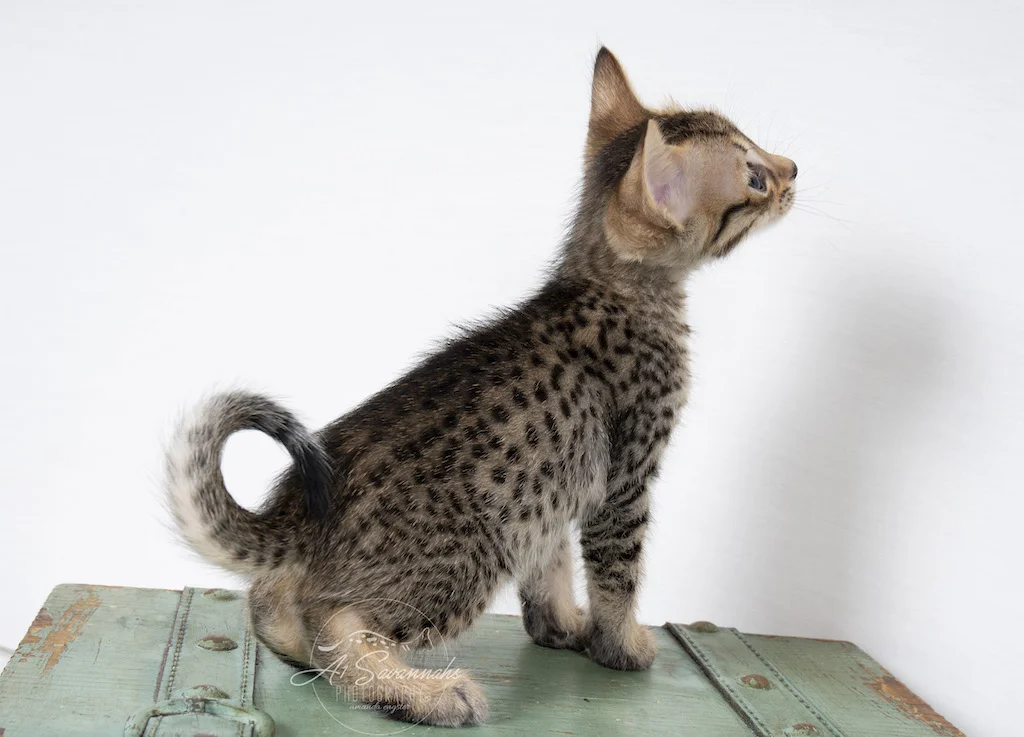 A1Savannahs F6 SBT Savannah Male Kitten Addock showing off his beautiful spots