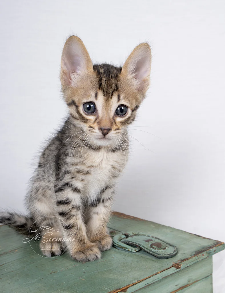 A1Savannahs F6 SBT Savannah Male Kitten Addock sitting patiently for his photos