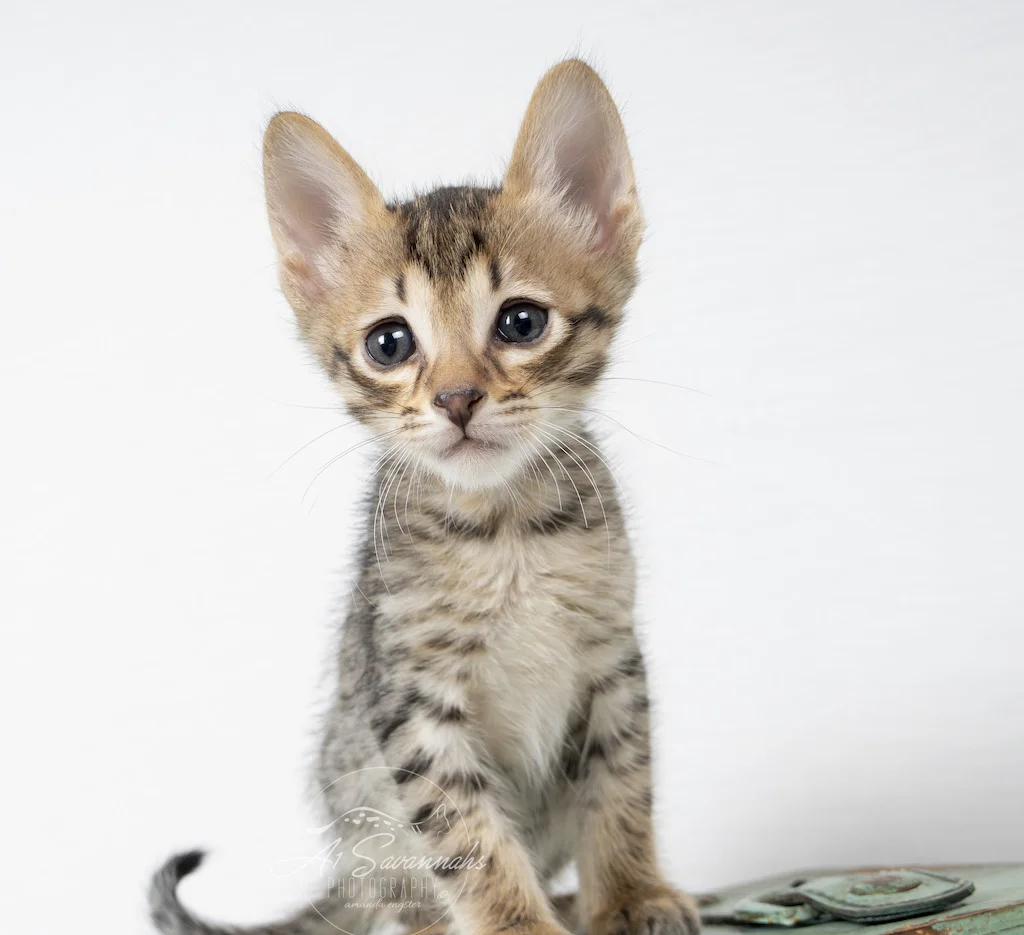 A1Savannahs F6 SBT Savannah Male Kitten Addock has amazing contrast on his golden coat