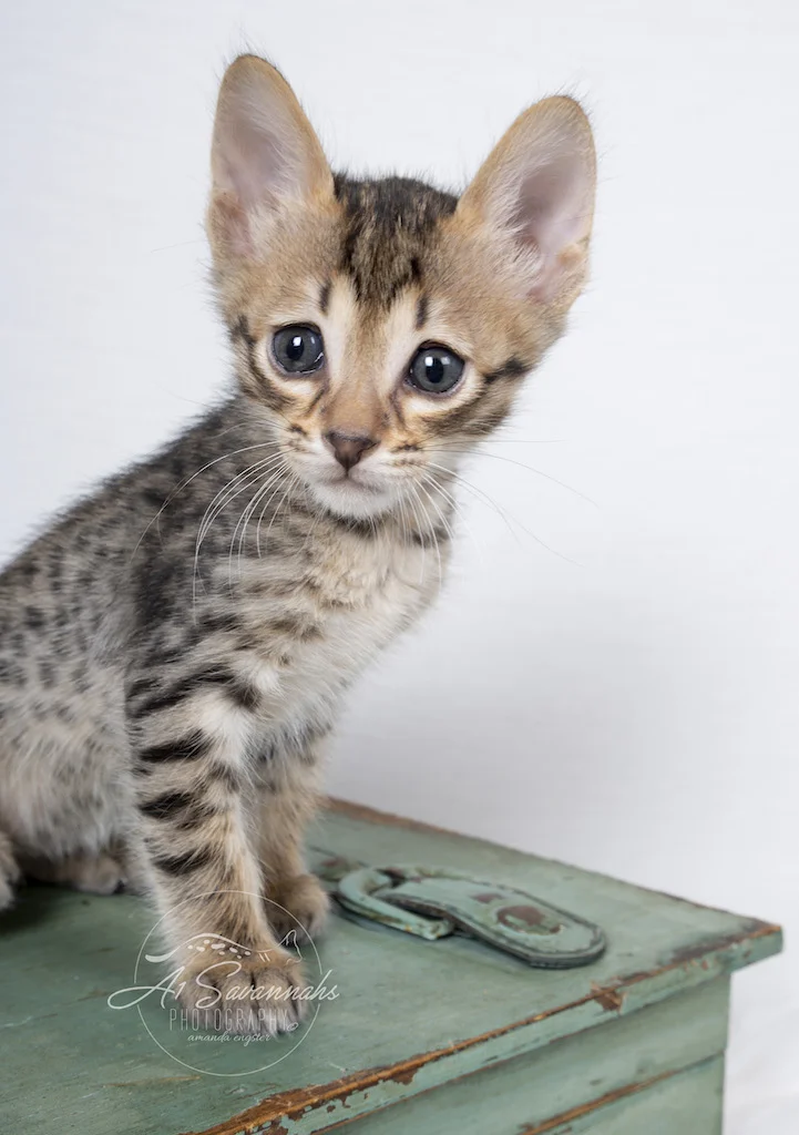 A1Savannahs F6 SBT Savannah Male Kitten Addock is ready for his photo