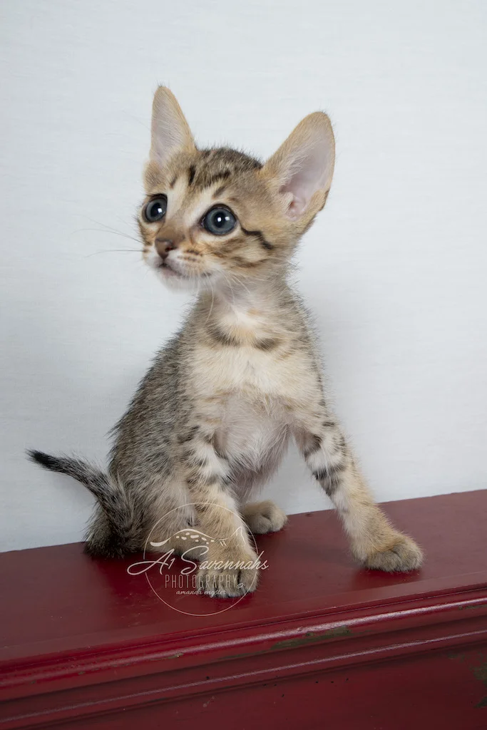 A1Savannahs F6 SBT Savannah Female Abree is stretching out her long neck