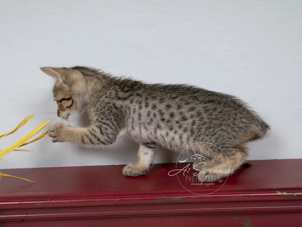 A1Savannahs F6 SBT Savannah Female Abree loves to play with the feather sticks