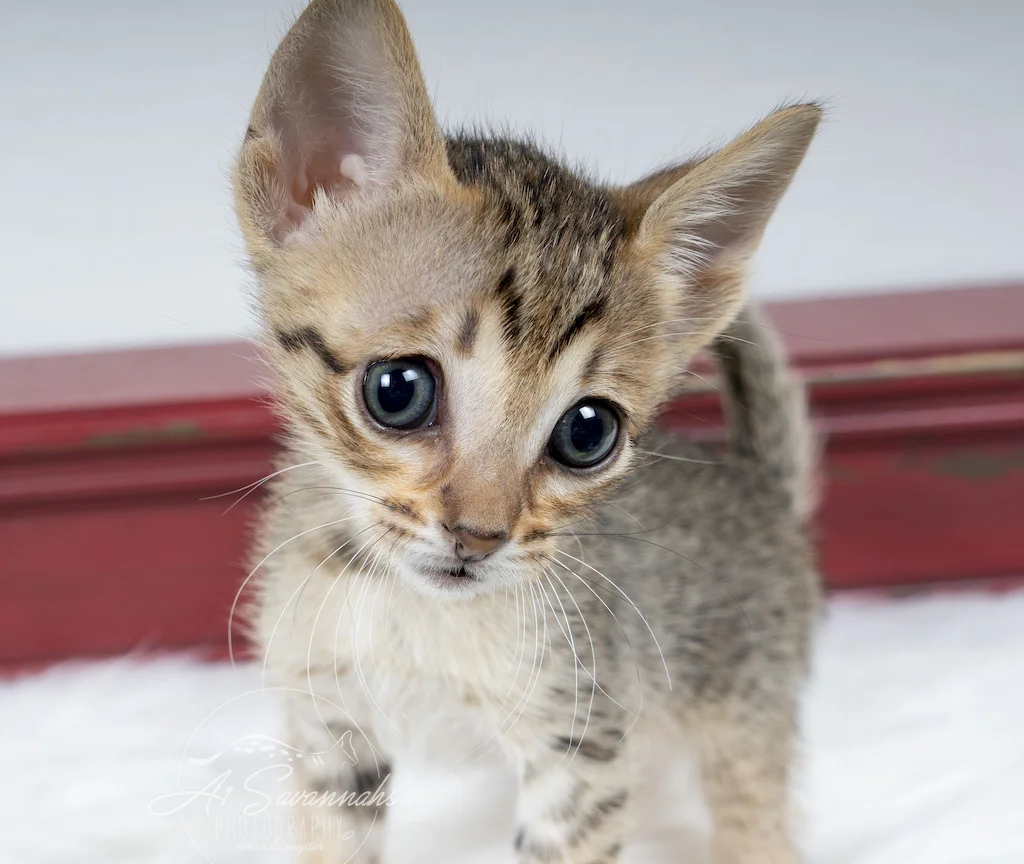 A1Savannahs F6 SBT Savannah Female Abree has such an adorable face