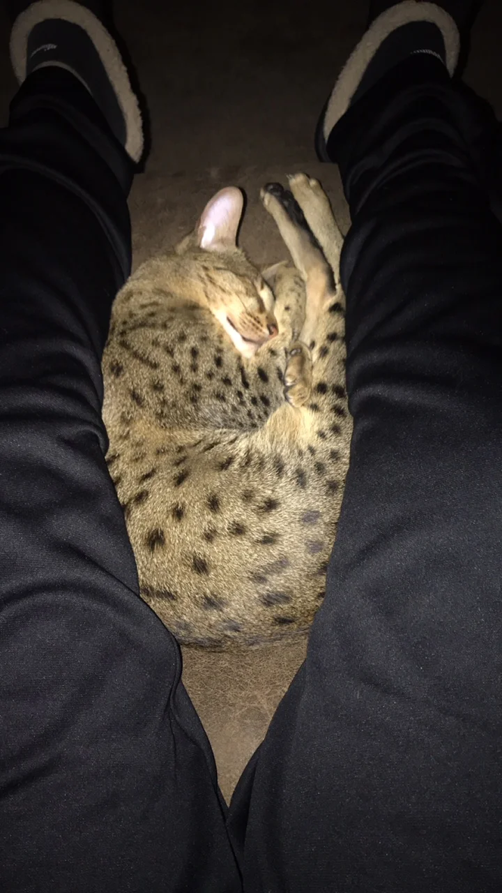 A1 Savannahs Chip (Theo) SBT Male Savannah Kitten curled up in dads lap