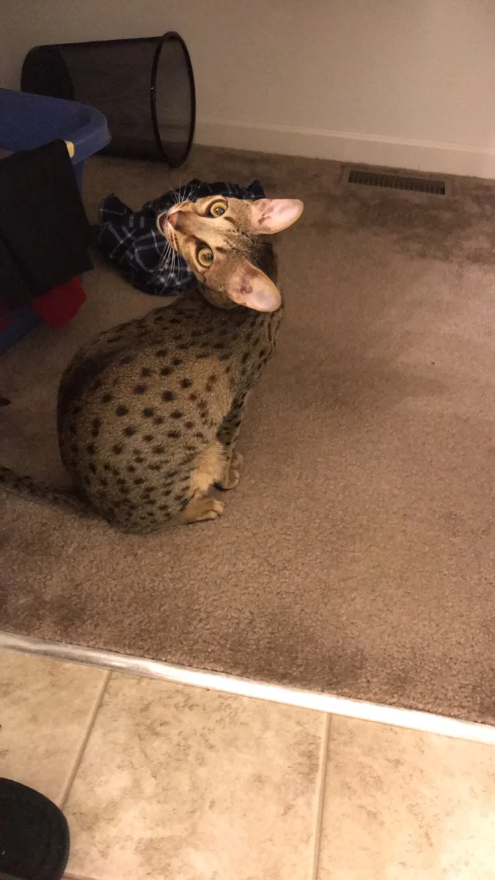 A1Savannahs F6 SBT Male Chip Hanging out at home