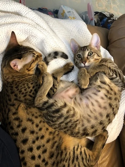 A1 Savannahs Belle and Reese Having  a great time