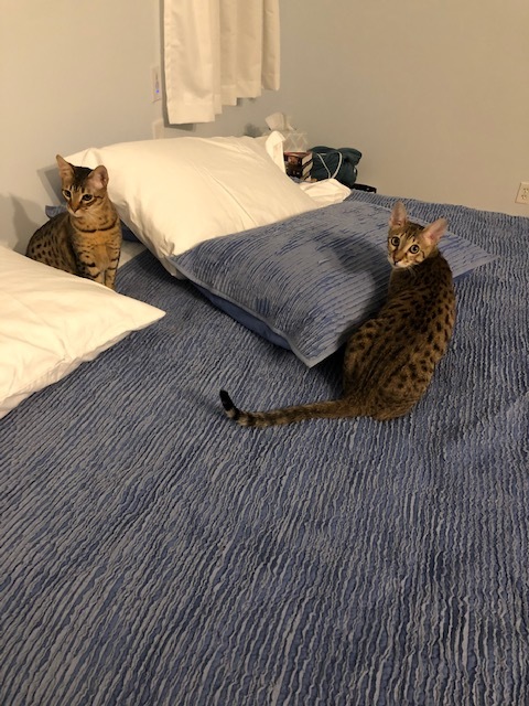 A1Savannahs Belle and Reese playing on the bed