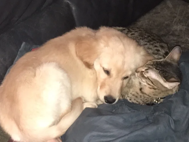 F5 Savannah cat Bruzer cleaning his dog friend