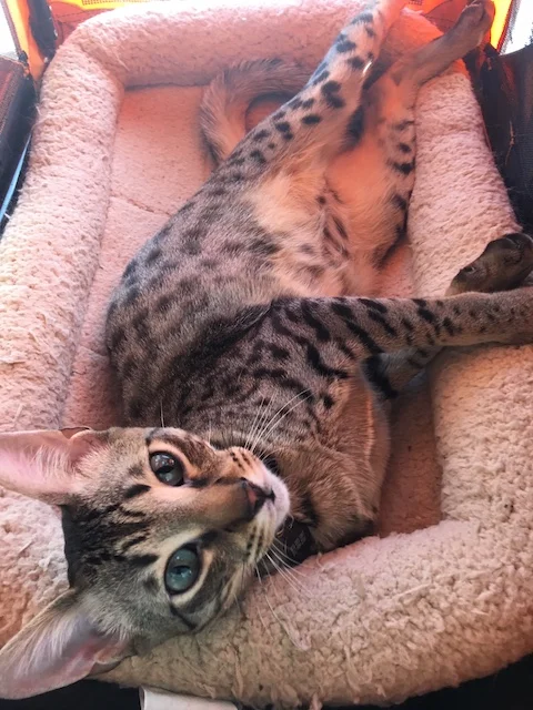 F5 Savannah Male Bruzer napping in his cat bed