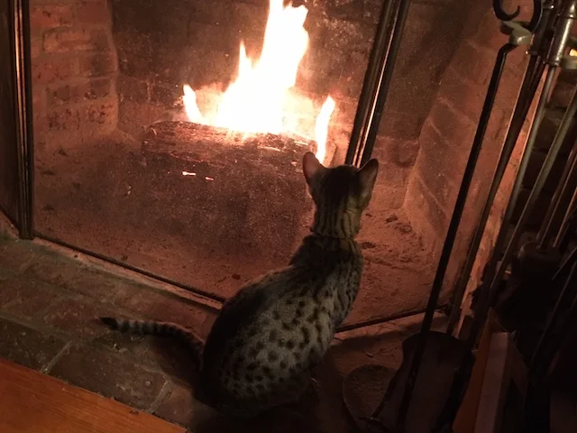 A1Savannahs F5 Bruzer enjoying the warmth of the fire