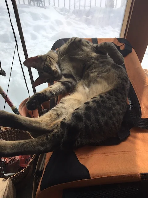 F5 savannah cat Bruzer doing a little roll to the other side 