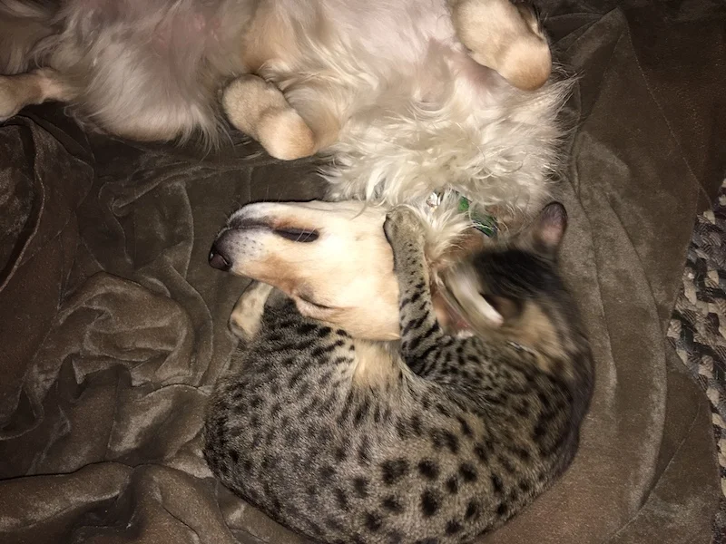 A1Savannahs F5 Bruzer snuggling with his doggy friend