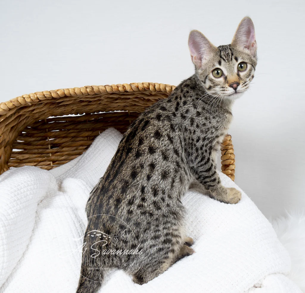 Copy of A1Savannahs F3 Male Tucker is showing off his long body