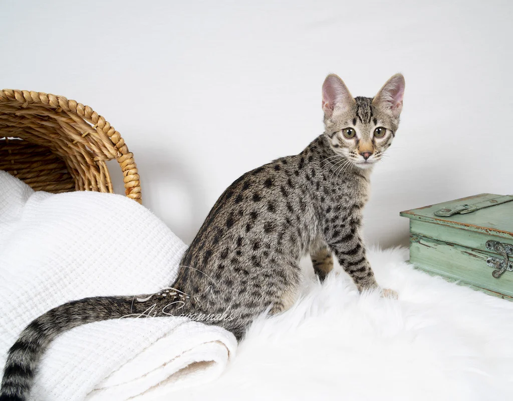 Copy of A1Savannahs F3 Male Tucker displaying his beautiful spots