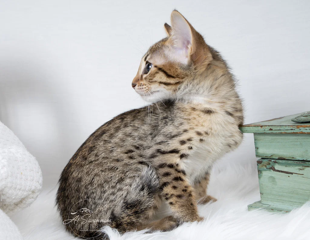 A1Savannahs F6 SBT Savannah Female Catlyn showing off her beautiful facial markings