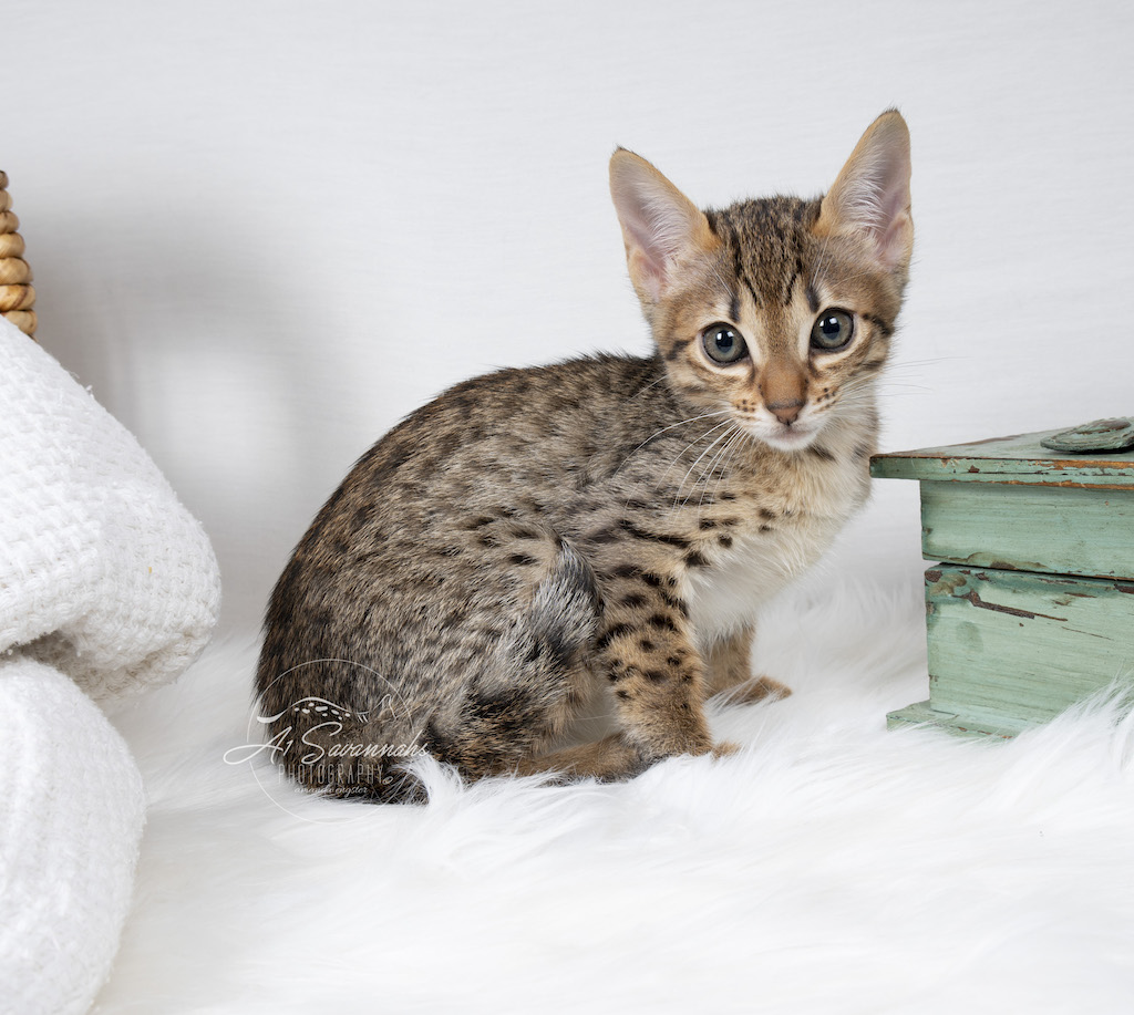 A1Savannahs F6 SBT Savannah Female Catlyn ready for her photo