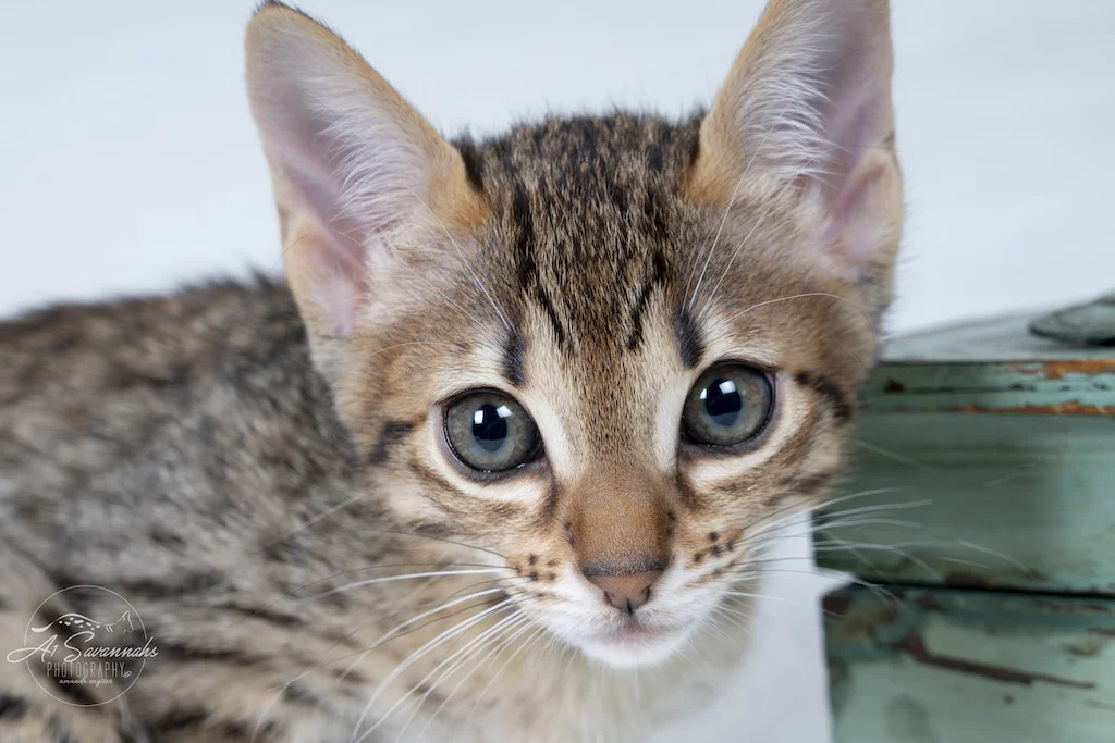 A1Savannahs F6 SBT Savannah Female Catlyn is staring at the camera
