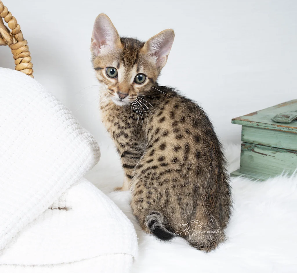 A1Savannahs F6 SBT Savannah Male Creed is showing off his amazing spots