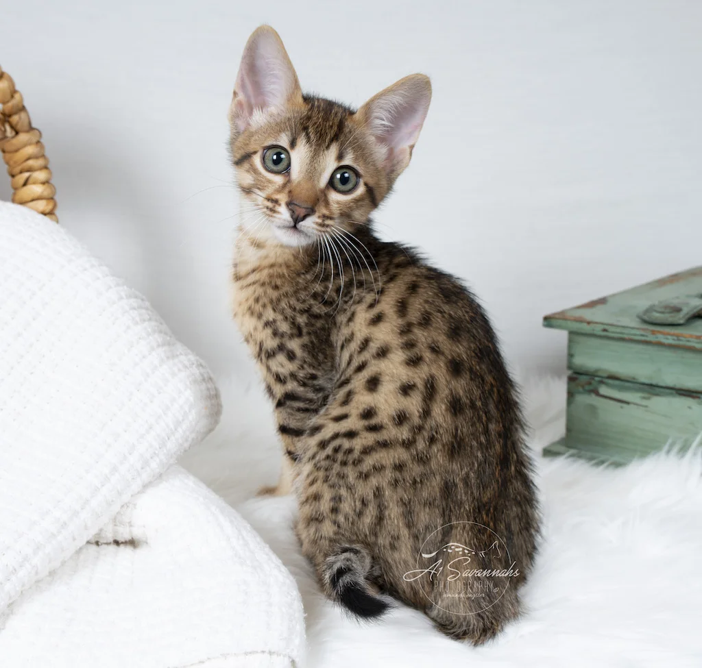 A1Savannahs F6 SBT Savannah Male Creed  is letting you see his contrasting spots