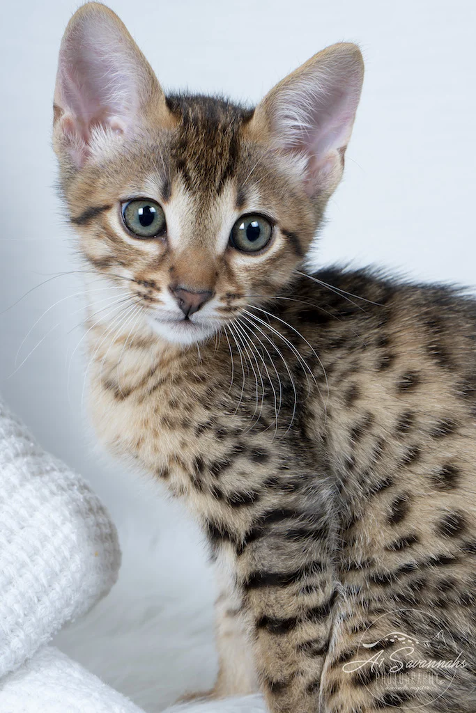 A1Savannahs F6 SBT Savannah Male Creed  is doing a great job posing for photos